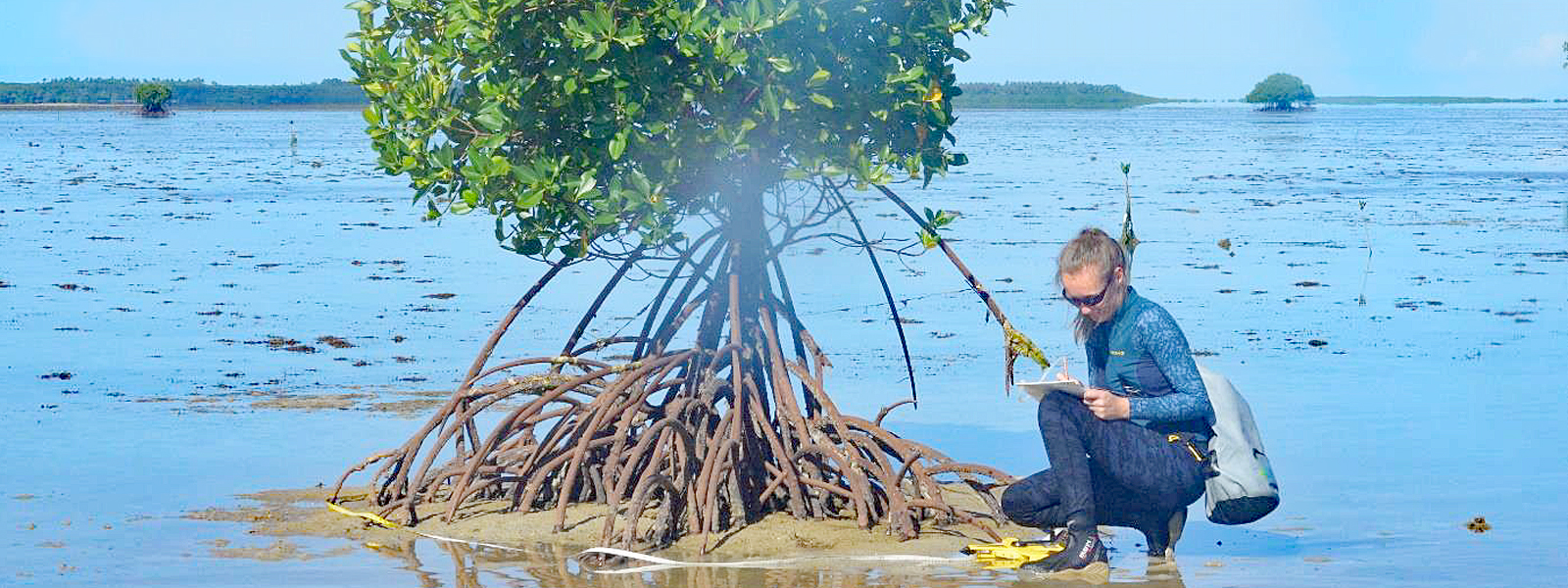Forschungsprojekt auf den Mangroven