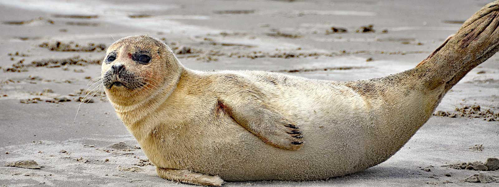 Deutsche Stiftung Meeresschutz - Seehund am Strand Deutsche Stiftung Meeresschutz - Seehund am Strand